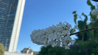 Уборка в субботу. 🦷 лечу зубы. Прогулка по центру Москвы. Сказка. Наши 🛍️ покупки для себя.25.05.24