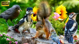 Cat TV 😸 Funny Woodpeckers, Little Birds & Bushy-Tailed Squirrels for Dogs to Watch🐩 4K HDR 10hrs