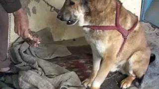 Dog fighting makes a comeback in Afghanistan