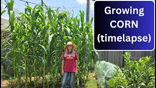 Growing CORN (timelapse)