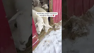 Sheep react to snow for the first time 🥹  #farmanimalrescue