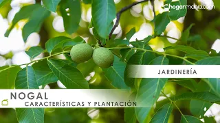NOGAL árbol frutal 🌳 Características, cuidados y cultivo del ÁRBOL de NUEZ 🌳 Hogarmania