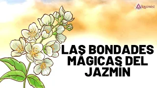 Las Bondades Mágicas del Jazmín