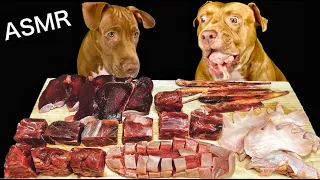 ASMR MUKBANG PITBULL EATING RAW FOODS PONY MEAT OSTRICH MEAT KANGAROO MEAT