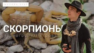 Черногория. Скорпионы в Петроваце