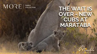 New Lion CUBS at Marataba!