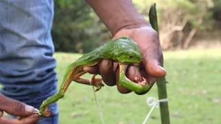 This Amazonian frog's toxins have become part of latest cleansing trend