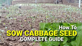 Hybrid Cabbage Seed Sowing Process