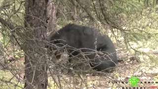 Giant Black Bears taken down with Flying Arrow Archery broadhead - Pharmakon