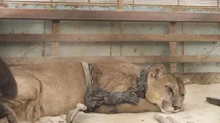 Löwe wurde 20 Jahre lang angekettet - die Reaktion bei seiner Freilassung war berührend!