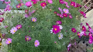 Cosmos timelapse! Seed to full bloom - 4 months in 2 mins. See description for dates/details