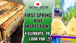 First Spring Hive Inspection//4 Elements that you need to Look For//Check these four things