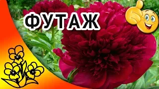 Футаж Бордовые пионы. Футажи для видеомонтажа hd