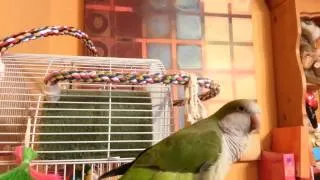 Talking Quaker Parrot "Ollie"