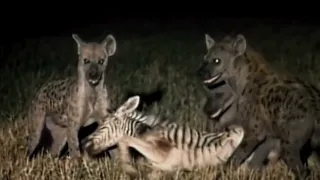 Hyenas attack on zebra baby.hunt moments (Animals and plants)