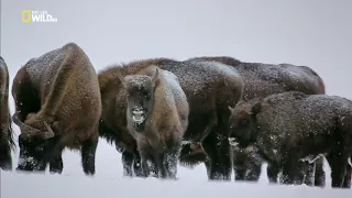 Nat Geo Wild: Волчьи горы / The Wolf Mountains (2013) 1080i