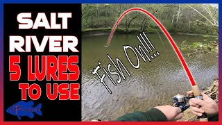 Salt River Kentucky | White Bass | 5 Lures to Use