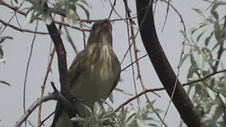 Common Rosefinch//ОБЫКНОВЕННЫЕ ЧЕЧЕВИЦЫ( самец и самка) ЗАМЕЧАТЕЛЬНО ПОЮТ