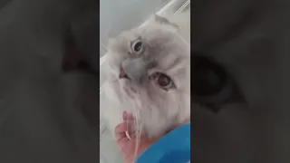 моя кошка слепая🥺😭🐈