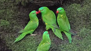 Scaly Breasted Lorikeet. Campbelltown Australia.