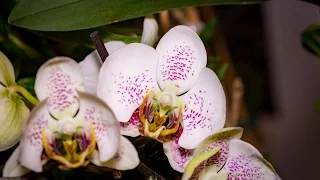 Geheimnisvolle Orchideen: Diese Sorten blühen im März