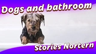 Dogs just don't want to bath - Funny dog bathing compilation