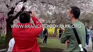 Cherry Blossom Season 2022 - Branch Brook Park Alliance Welcomes You