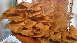 Технология выращивания грибов вешенки от забивки блока до сбора урожая за 30 дней
