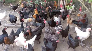 Paano Maiwasan at Maagapan ang ARATAY sa Manok? Panoorin