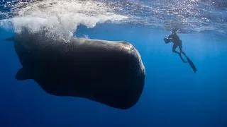 PATRICK AND THE WHALE (Clip)