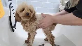 Grooming a Toy Poodle