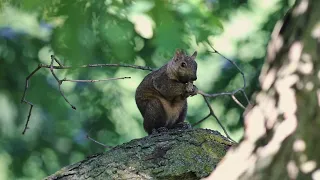 Grey Squirrel Eating