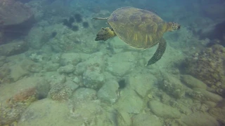 Honu   The Green Sea Turtle of Hawaii