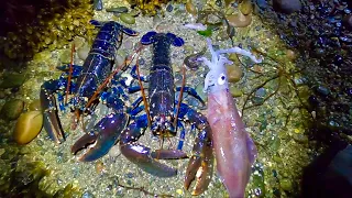 BEST LOBSTER FORAGE EVER with a SQUID - 7 Keeper Lobsters , Catch n Cook ,Toasted Lobster Sandwich!