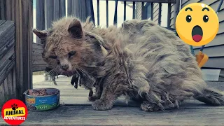 Unbelievable One-Day Transformation Cat Rescued from Matted Fur Hell!