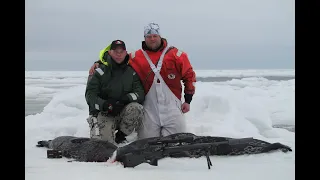 Hylkeen metsästys / Seal hunting