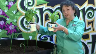 Summer kitchen gardening