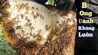 #908.Chinh Phục Cây Bàng Gai NGUY HI.Ể.M Bị Ong Đánh 😭.Huge honey gourd honeycomb hive of thorn tree