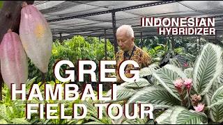 Botanical adventure at Greg Hambali’s garden - palms, unusual plants, large aroids, calatheas