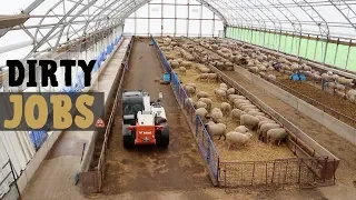 A Week in the Life of a Sheep Farmer (SO MANY DIRTY JOBS!): Vlog 160