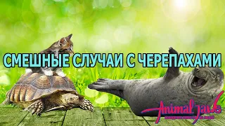 Смешные случаи с черепахами. Черепахи атакуют людей.