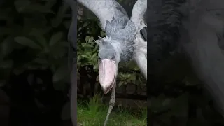 Shoebill louring Call Sound