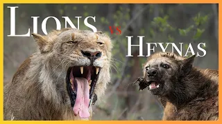 LIONS VS HYENAS | eternal enemies