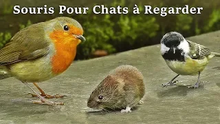 Vidéos Pour Chats à Regarder Souris ~ Souris Pour Chat - Vidéo Pour Les Chats à Regarder Souris