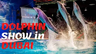 Dubai Dolphinarium I DOLPHIN and SEAL Show l Amazing Dubai I Jhigz Ortua