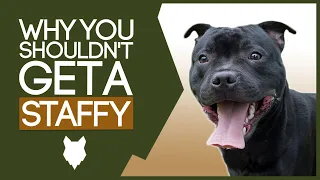 STAFFORDSHIRE BULL TERRIER! 5 Reasons You SHOULD NOT GET A Staffy!