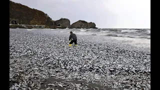 Unraveling the Mystery: Mass Fish Stranding in Japan Sparks Concerns | Latest News Update