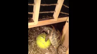 Tortoise humps tennis ball