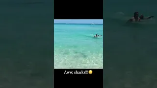 Miami Beach shark attack caught on camera.