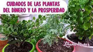CUIDADOS DE LAS PLANTAS DEL DINERO Y LA PROSPERIDAD/ Liliana Muñoz